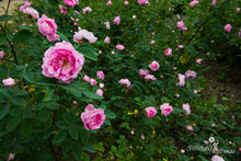 Load image into Gallery viewer, Hurdalsrose