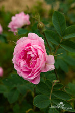 Load image into Gallery viewer, Hurdalsrose