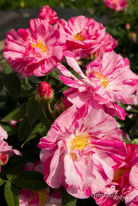 Rosa gallica 'Versicolor'