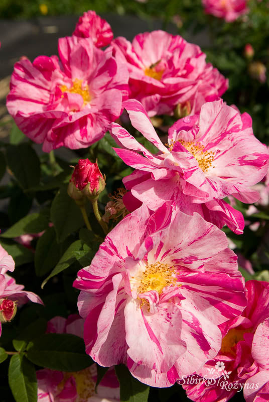 Rosa gallica 'Versicolor'