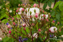 Load image into Gallery viewer, Blush Noisette
