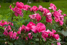 Load image into Gallery viewer, Cyclamen