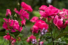 Load image into Gallery viewer, Cyclamen