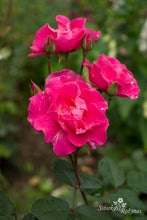 Load image into Gallery viewer, Cyclamen