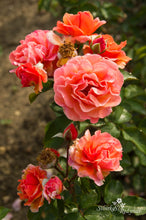 Load image into Gallery viewer, Arabia