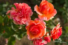 Load image into Gallery viewer, Arabia