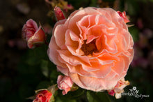 Load image into Gallery viewer, Arabia