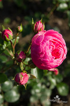 Load image into Gallery viewer, Pomponella
