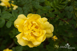 Rosa spinosissima  'Double Yellow'