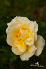 Load image into Gallery viewer, Leverkussen