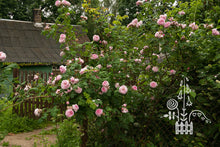 Load image into Gallery viewer, Vilniaus Centifolia