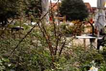Load image into Gallery viewer, Rosa omeiensis &#39;Pteracantha&#39;