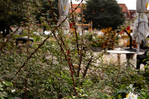 Rosa omeiensis 'Pteracantha'