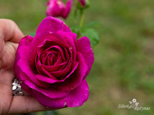 Load image into Gallery viewer, Für Elise