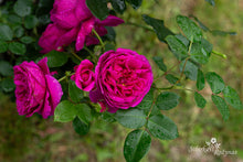 Load image into Gallery viewer, Für Elise