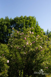 Ruskela