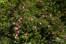Load image into Gallery viewer, Rosa farreri