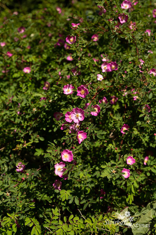 Rosa farreri