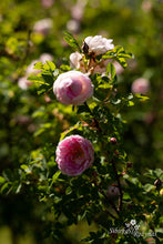 Load image into Gallery viewer, Ruskela