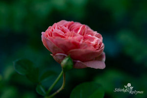 Park Abbey Rose