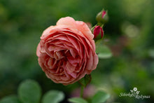 Load image into Gallery viewer, Park Abbey Rose