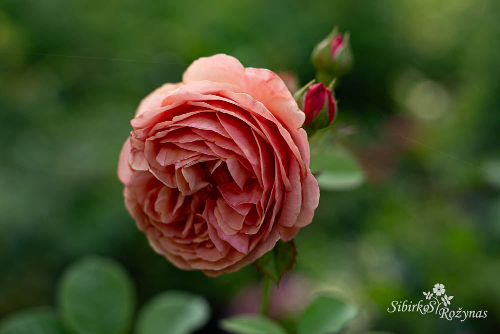 Park Abbey Rose