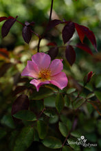 Load image into Gallery viewer, Len&#39;s Flair