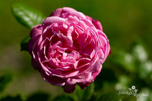 Flora Colonia