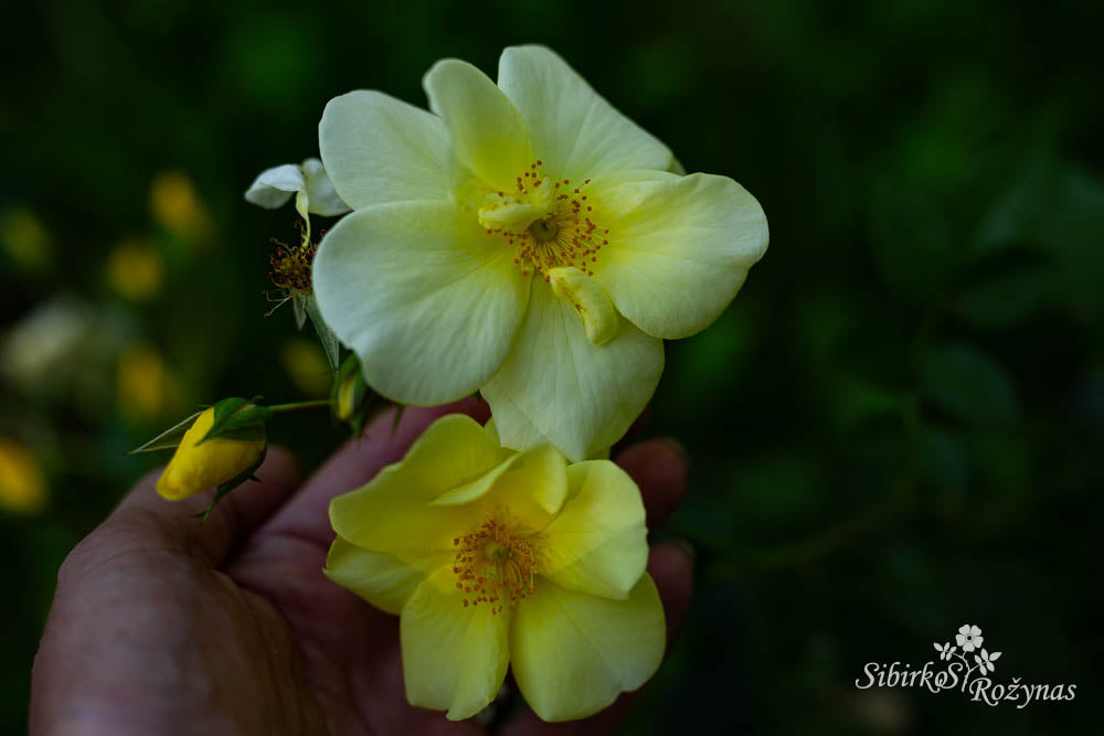 Limoncello