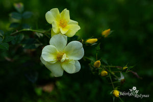 Limoncello
