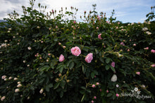 Load image into Gallery viewer, Pink River