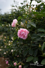 Load image into Gallery viewer, Pink River