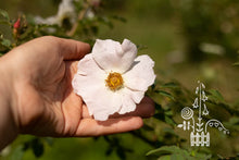 Load image into Gallery viewer, Vilkyškių erškėtis