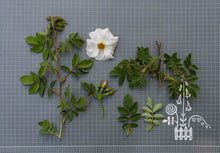 Load image into Gallery viewer, Vilkyškių erškėtis