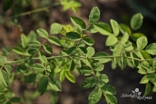 Load image into Gallery viewer, Rosa pisocarpa