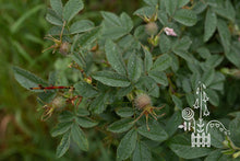 Load image into Gallery viewer, Rosa villosa