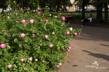 Load image into Gallery viewer, Vilnius. Pilių skveras.