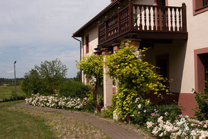Perle Angevine