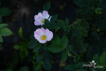 Load image into Gallery viewer, &quot;Single form Hurdalsrosen&quot;