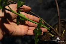Load image into Gallery viewer, &quot;Single form Hurdalsrosen&quot;