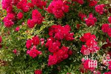 Load image into Gallery viewer, Excelsa