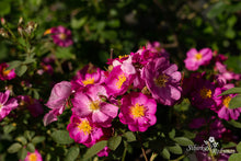 Load image into Gallery viewer, Rosa californica