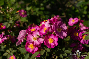 Rosa californica