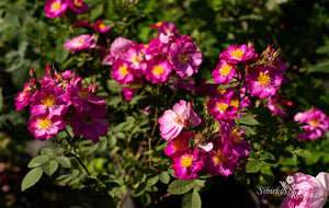 Rosa californica