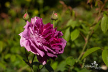 Load image into Gallery viewer, Tour de Malakoff