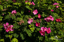 Load image into Gallery viewer, Leskelä