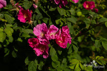 Load image into Gallery viewer, Leskelä