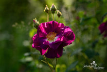 Load image into Gallery viewer, Merveille