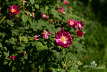 Load image into Gallery viewer, Roseraie de Commer