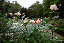 Load image into Gallery viewer, Matthias Claudius Rose